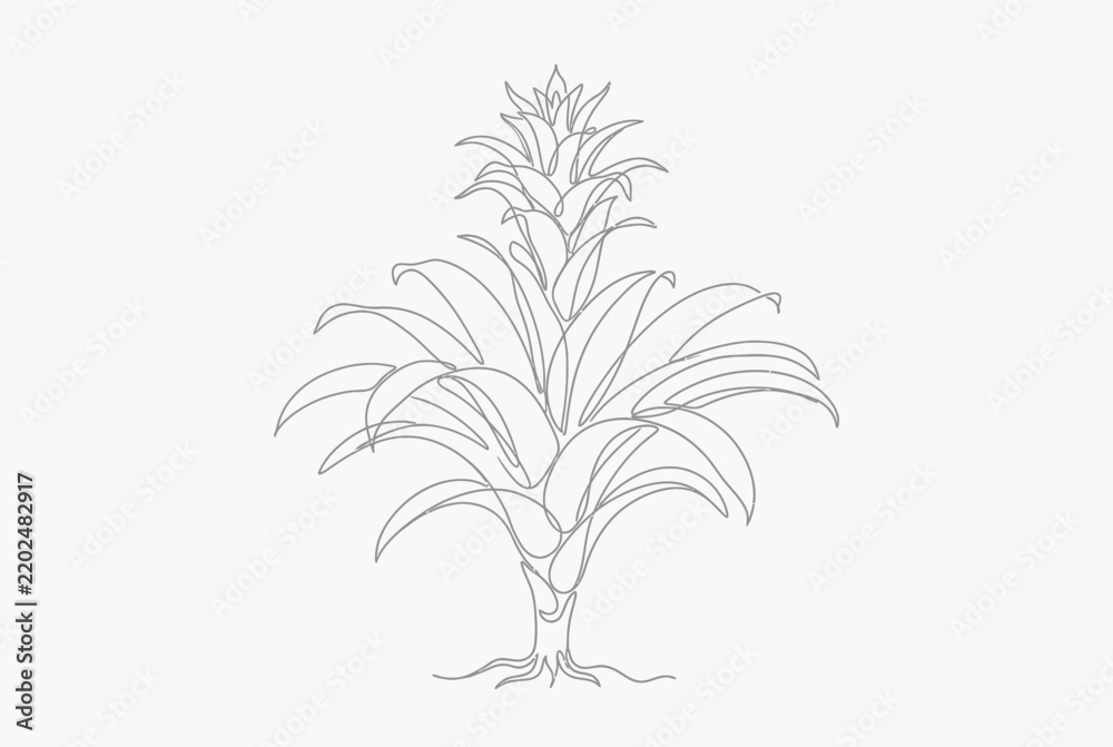 Obraz premium Continuous line drawing of bromeliad tropical plant.