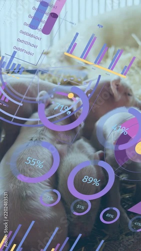 Vertical video: HUD appearing piglet trio resting and nuzzling nipple while charts tracking feeding
