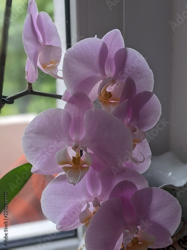 Closeup, flower and orchid with garden and nature, environment with natural background and Spring time.