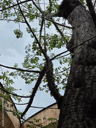 old oak tree
