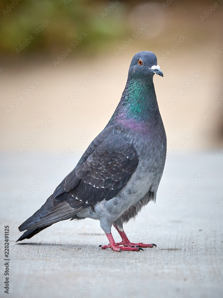 Obraz premium colourful Common Pigeon Rock Dove Columba livia in Miami