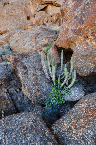 Euphorbia succulent plant among Granite Rocks in stone valley Namibia