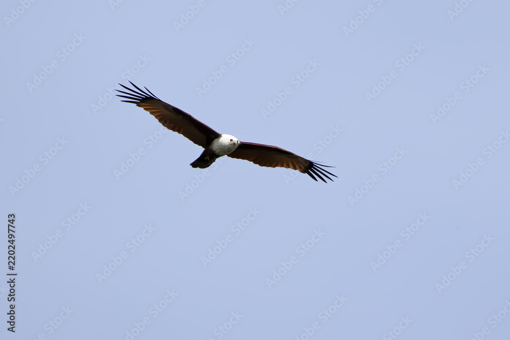 Obraz premium Adult Brahminy Kite, Haliastur indus, soaring with wings fully spread against a clear blue sky