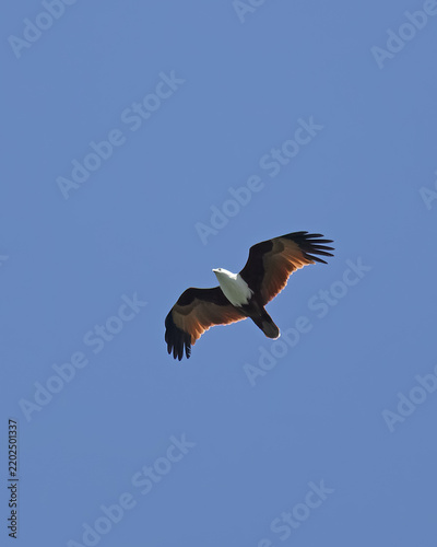 Foto Adult Brahminy Kite, Haliastur indus, soaring overhead with broad wings spread a