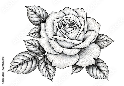 Detailed black and white rose illustration with leaves