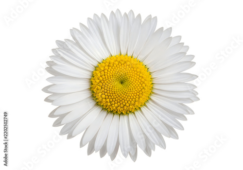 Bright yellow daisy flower with white petals