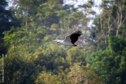 Fotografía White-bellied Sea Eagle, Icthyophaga leucogaster, flying over lush tropical fore