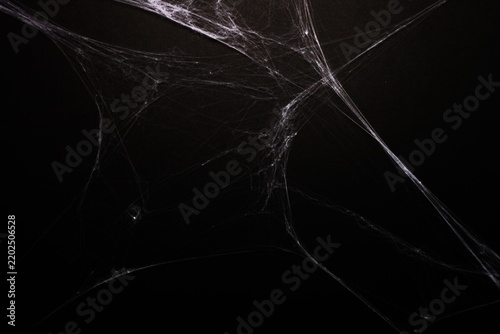 black and white spider web