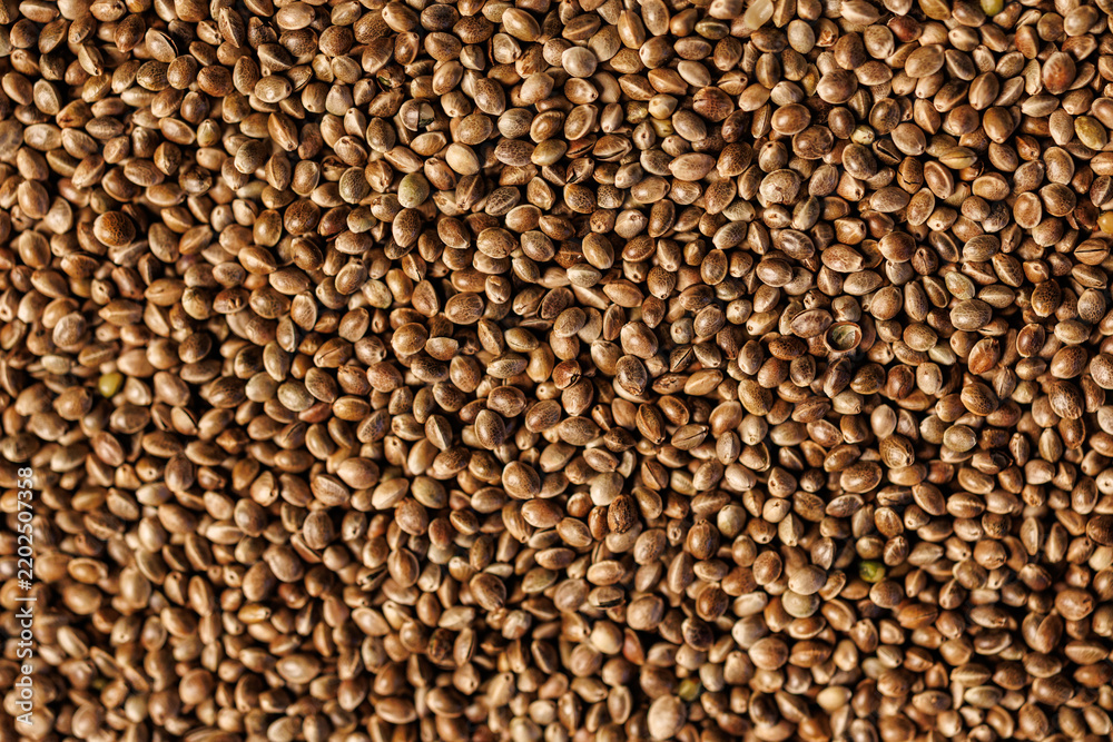 Obraz premium Close-up overhead view of a dense layer of dried hemp seeds, showing varied tan and brown tones, natural seed patterns, and detailed organic texture
