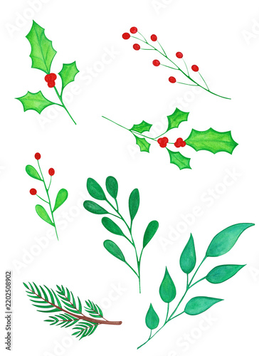 Winter botanical foliage with holly leaves and red berries