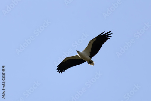 Foto White-bellied Sea Eagle, Icthyophaga leucogaster, soaring with broad wings sprea