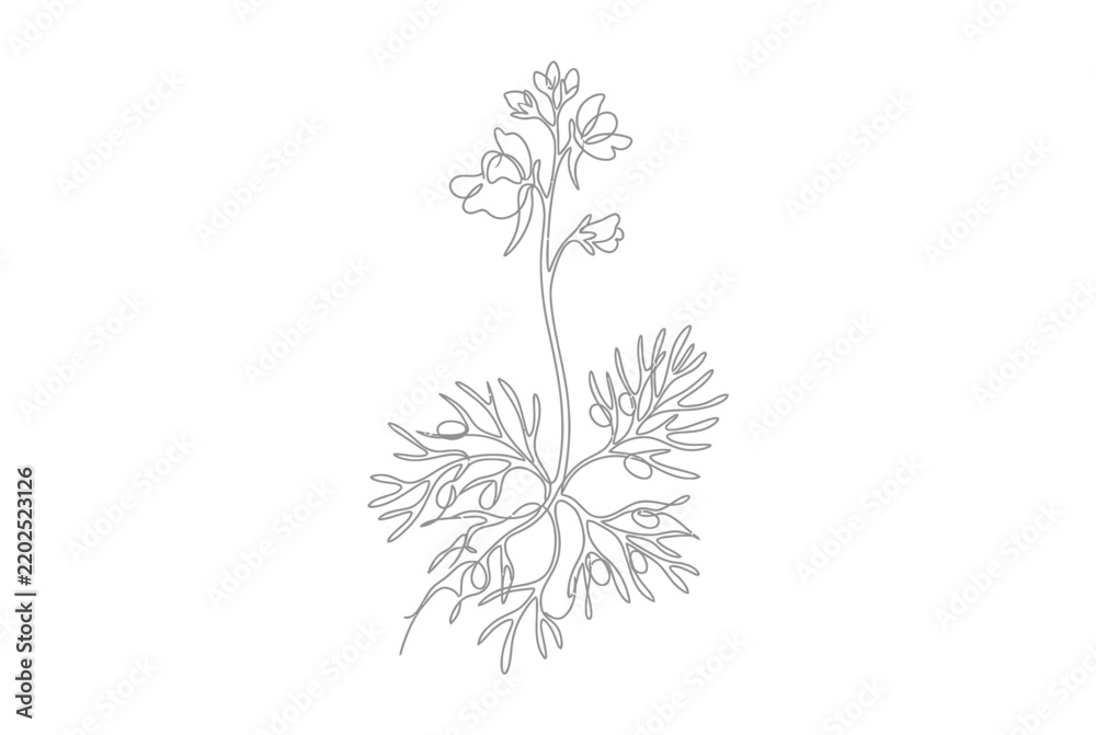 Obraz premium Wildflower plant with delicate leaves continuous line art.