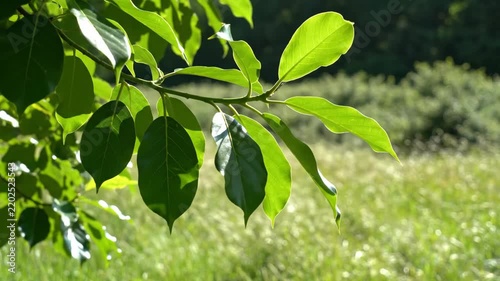 Sunlit broad green leaves drifting softly above a bright meadow, translucent veins glowing against distant woodland blur, evoking fresh outdoor air, calm summer growth, and peaceful natural motion