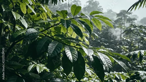 Glossy tropical green leaves shifting gently across layered rainforest vegetation, soft mist and distant canopy depth creating a humid wilderness atmosphere with fresh movement and diffused daylight