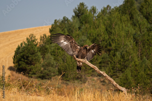 Foto Wild juvenile Golden Eagle (Aquila chrysaetos) balancing on a branch with fully