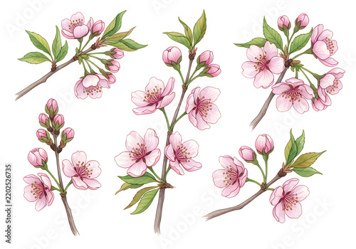 Pink cherry blossom branches with buds and leaves