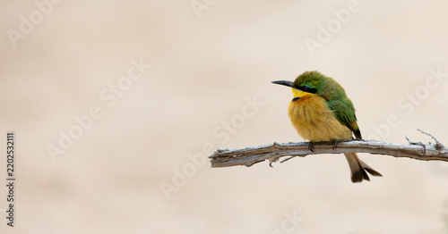 a Little bee-eater perched on a branch