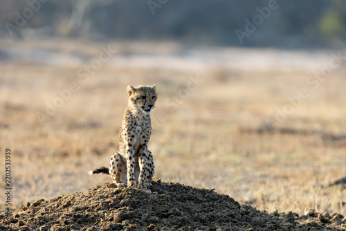 a cheetah cub sitting on a rhino midden