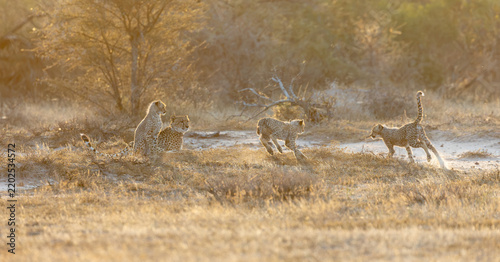 A cheetah family in golden light