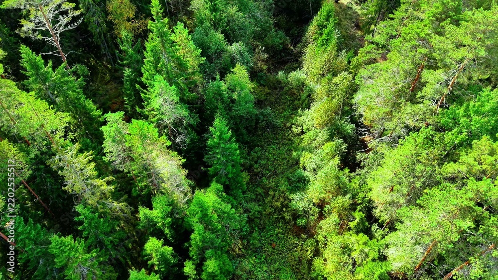 Fototapeta premium Dense green forest canopy viewed from above with various tree species and foliage textures