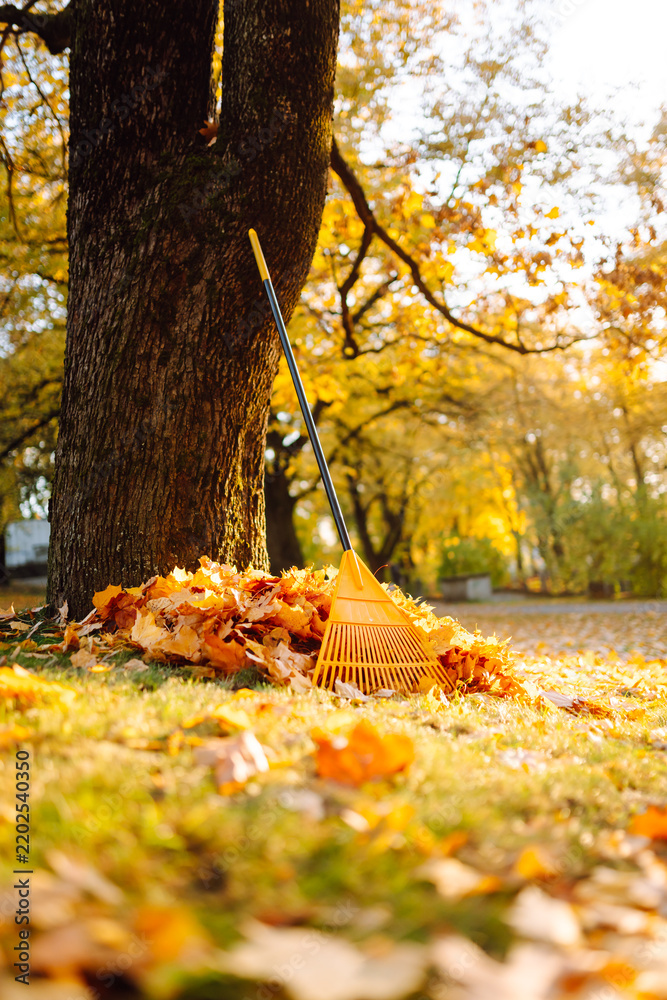 Fototapeta premium A pile of fallen leaves and a yellow rake by a tree at sunset. The ground is covered in orange and yellow leaves on a sunny day. A concept of cleanup and the changing seasons.