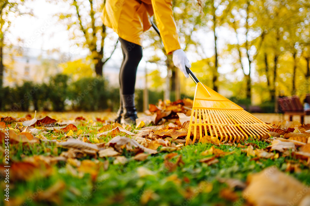 Obraz premium A person is raking colorful autumn leaves in a park. Sunlight shines through the trees, creating a bright scene. The ground is covered with fallen leaves.