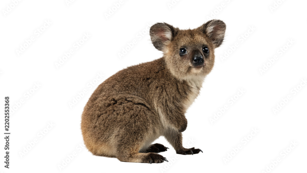 Obraz premium Small brown kangaroo wallaby joey animal sitting on transparent background