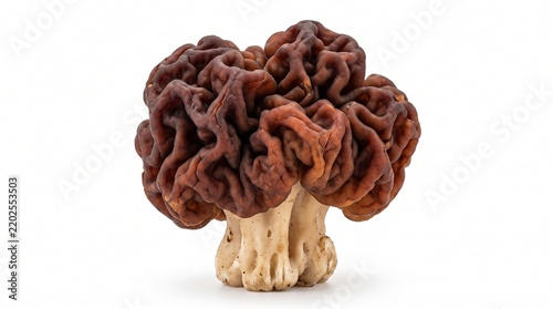 Obraz na płótnie Devil's morel isolated on a pure white background.