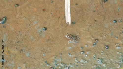 Small Frog in Shallow Muddy Water of a Japanese Rice Paddy