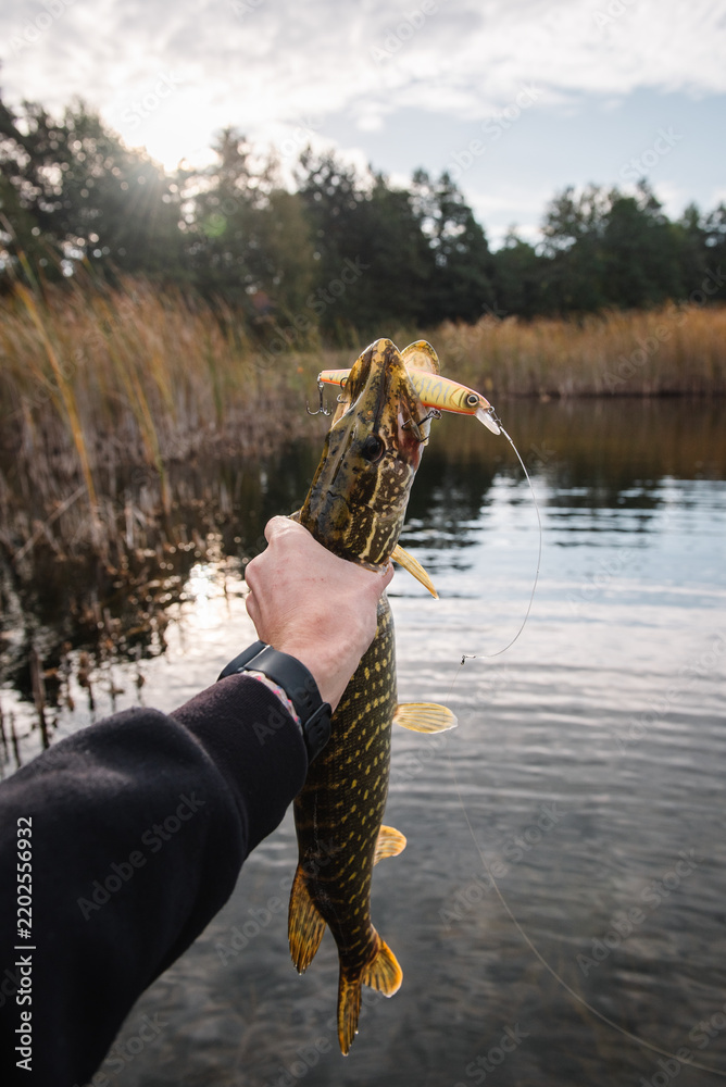 Fototapeta premium Hand angler holding a freshly caught predator pike with a lure wobbler in its mouth, celebrating a successful fishing catch on Fisherman's Day from a boat, pier, or shore.