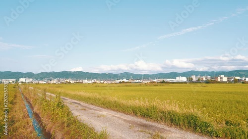 Golden Rice Field Under Blue Sky and Cumulus Clouds in Suburban Japan