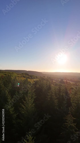 Pine forest in rural landscape