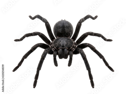 Black Halloween spider featuring a realistic body and eight detailed legs, natural insect texture for spooky seasonal designs.