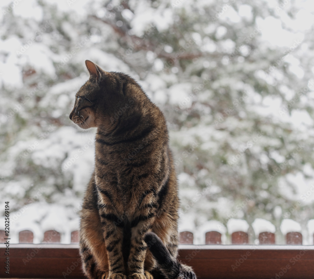 Fototapeta premium Striped cat on the window sill in winter