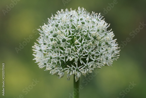 White spherical flower head of an ornamental onion (Allium) against a soft green background.