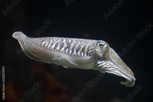 Common cuttlefish (Sepia officinalis) swimming against a dark background