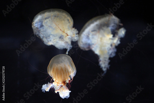 Japanese sea nettle (Chrysaora pacifica) with a translucent bell, brown-orange stripes and reddish tentacles against a black background.