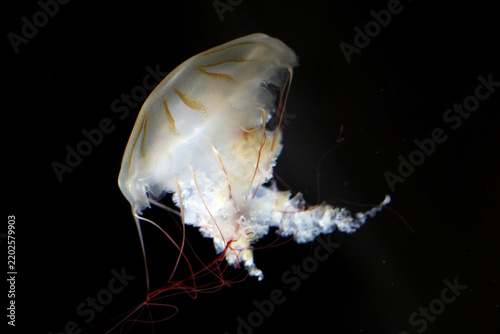 Japanese sea nettle (Chrysaora pacifica) with a translucent bell, brown-orange stripes and reddish tentacles against a black background.