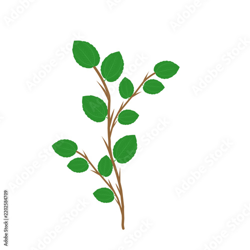 Bidara leaf vector or Ziziphus mauritiana. Bidara leaf with thorny branches. Illustration of herbal Bidara leaf. Bidara leaf herbal plant. Green Bidara leaf vector design 
