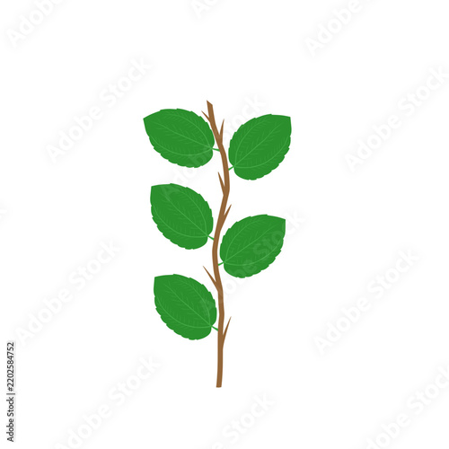 Bidara leaf vector or Ziziphus mauritiana. Bidara leaf with thorny branches. Illustration of herbal Bidara leaf. Bidara leaf herbal plant. Green Bidara leaf vector design 
