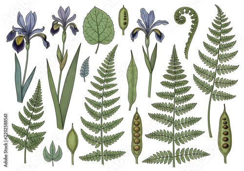 Botanical illustration of ferns and flowers