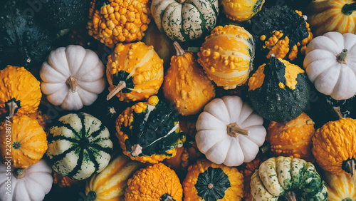 A lot of cute colorful mini pumpkins and gourds for Halloween and Thanksgiving celebration. Autumn texture for background.