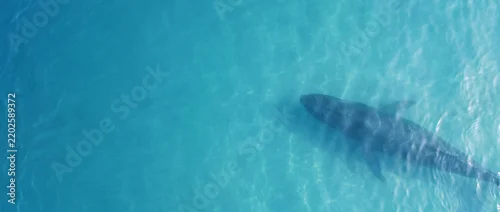 Obraz  z motywem Drone view of a small whale swimming in deep blue ocean water from above
