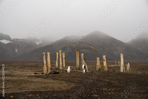 View of chinstrap penguins standing near weathered wooden posts on the volcanic beach of Deception Island with misty mountains in the background, Antarctica.