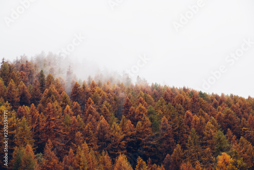 Nature background with colorful autumn forest surrounded by white haze in the Alps. Mountain landscape.