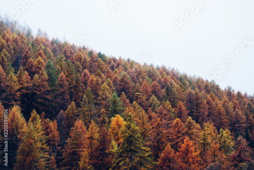 Colorful coniferous treetops in mountain woodland. Natural texture for background with autumn foliage.