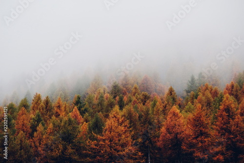 Nature background with colorful autumn forest surrounded by white haze in the Alps. Mountain landscape.