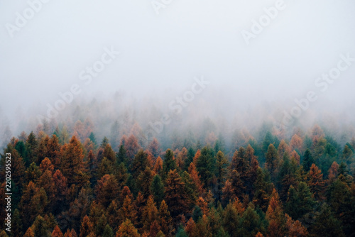 Nature background with colorful autumn forest surrounded by white haze in the Alps. Autumn woodland.