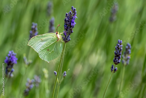 yellow butterfly feeding on lavender