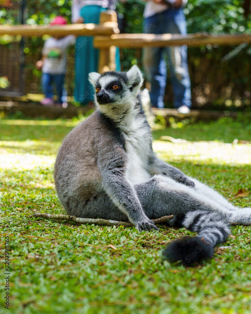 Fototapeta premium Ring-tailed lemur sitting on the grass in a wildlife park enclosure
